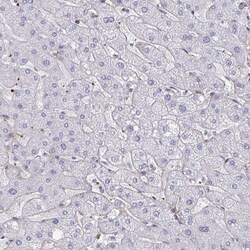 Invitrogen NEURL4 Polyclonal Antibody 100 &mu;L; Unconjugated:Antibodies,