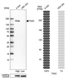 Invitrogen Tensin 3 Polyclonal Antibody 100 &mu;L | Buy Online | Invitrogen&trade; | Fisher Scientific