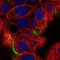 Invitrogen FIBCD1 Polyclonal Antibody 100 &mu;L; Unconjugated:Antibodies,