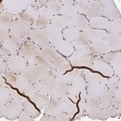 Invitrogen ZW10 Polyclonal Antibody 100 &mu;L; Unconjugated:Antibodies,