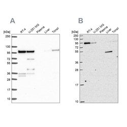 Invitrogen ZW10 Polyclonal Antibody 100 &mu;L; Unconjugated:Antibodies,