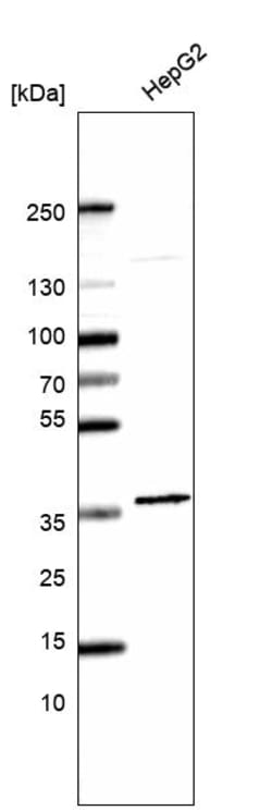 Invitrogen FAM177A1 Polyclonal Antibody 100 &mu;L; Unconjugated:Antibodies,