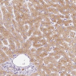 Invitrogen CTAGE5 Polyclonal Antibody 100 &mu;L; Unconjugated:Antibodies,