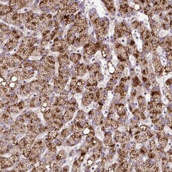 Invitrogen ZNF596 Polyclonal Antibody 100 μL; Unconjugated:Antibodies,