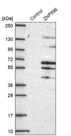 Invitrogen ZNF596 Polyclonal Antibody 100 μL; Unconjugated:Antibodies,