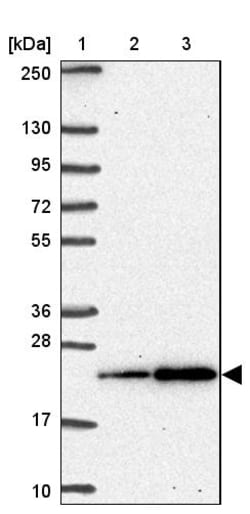 Invitrogen SNRPC Polyclonal Antibody 100 &mu;L | Buy Online | Invitrogen&trade; | Fisher Scientific
