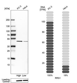 Invitrogen RRS1 Polyclonal Antibody 100 &mu;L; Unconjugated:Antibodies,