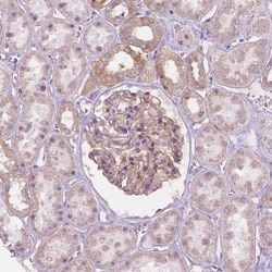 Invitrogen NOS1AP Polyclonal Antibody 100 &mu;L; Unconjugated:Antibodies,
