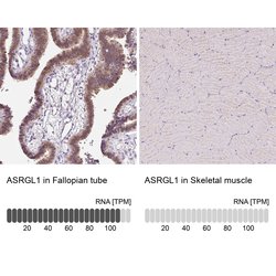 Invitrogen ALP Polyclonal Antibody 100 &mu;L; Unconjugated:Antibodies,