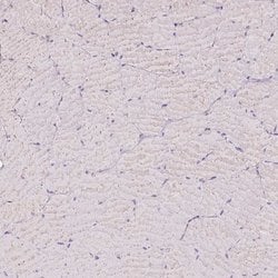 Invitrogen ALP Polyclonal Antibody 100 &mu;L; Unconjugated:Antibodies,