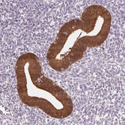 Invitrogen ALP Polyclonal Antibody 100 &mu;L; Unconjugated:Antibodies,