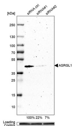 Invitrogen ALP Polyclonal Antibody 100 &mu;L; Unconjugated:Antibodies,