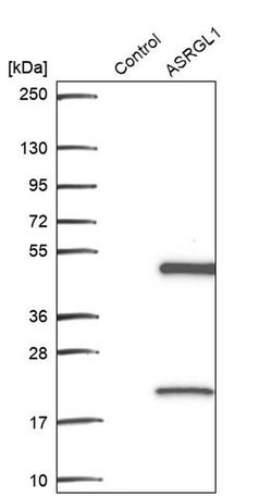 Invitrogen ALP Polyclonal Antibody 100 &mu;L; Unconjugated:Antibodies,