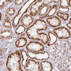 Invitrogen MRPL28 Polyclonal Antibody 100 &mu;L; Unconjugated:Antibodies,