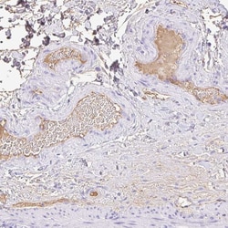 Invitrogen HOXC12 Polyclonal Antibody 100 &mu;L; Unconjugated:Antibodies,