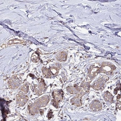 Invitrogen TNMD Polyclonal Antibody 100 &mu;L; Unconjugated:Antibodies,
