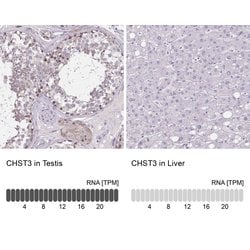 Invitrogen CHST3 Polyclonal Antibody 100 &mu;L; Unconjugated:Antibodies,
