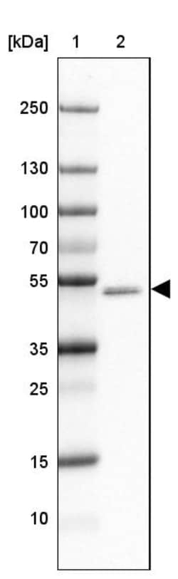 Invitrogen GABRA1 Polyclonal Antibody 100 &mu;L | Buy Online | Invitrogen&trade; | Fisher Scientific