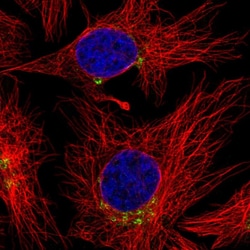 Invitrogen SCLY Polyclonal Antibody 100 &mu;L; Unconjugated:Antibodies,