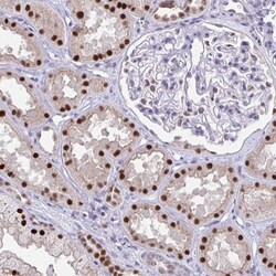 Invitrogen SCLY Polyclonal Antibody 100 &mu;L; Unconjugated:Antibodies,