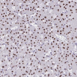 Invitrogen SCLY Polyclonal Antibody 100 &mu;L; Unconjugated:Antibodies,