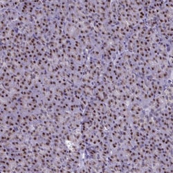 Invitrogen SCLY Polyclonal Antibody 100 &mu;L; Unconjugated:Antibodies,