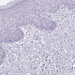 Invitrogen SCLY Polyclonal Antibody 100 &mu;L; Unconjugated:Antibodies,