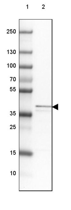 Invitrogen MRPS5 Polyclonal Antibody 100 &mu;L | Buy Online | Invitrogen&trade; | Fisher Scientific