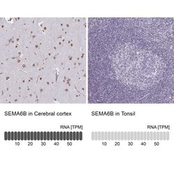 Invitrogen SEMA6B Polyclonal Antibody 100 &mu;L; Unconjugated:Antibodies,
