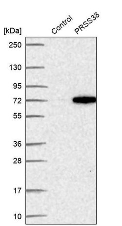 Invitrogen PRSS38 Polyclonal Antibody 100 &mu;L; Unconjugated:Antibodies,
