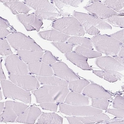 Invitrogen Apolipoprotein C2 Polyclonal Antibody 100 &mu;L; Unconjugated:Antibodies,