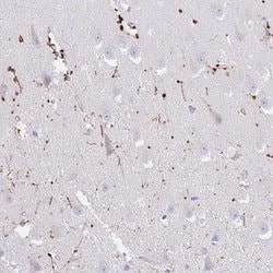 Invitrogen FAM107A Polyclonal Antibody 100 &mu;L; Unconjugated:Antibodies,