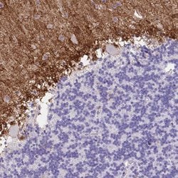 Invitrogen FAM107A Polyclonal Antibody 100 &mu;L; Unconjugated:Antibodies,