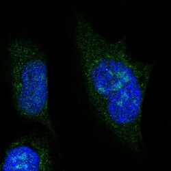 Invitrogen NOL6 Polyclonal Antibody 100 &mu;L; Unconjugated:Antibodies,