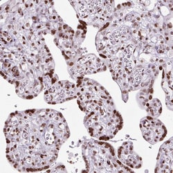 Invitrogen Histone H1.3 Polyclonal Antibody 100 &mu;L; Unconjugated:Antibodies,