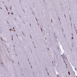 Invitrogen Histone H1.3 Polyclonal Antibody 100 &mu;L; Unconjugated:Antibodies,