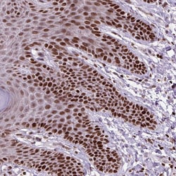 Invitrogen Histone H1.3 Polyclonal Antibody 100 &mu;L; Unconjugated:Antibodies,