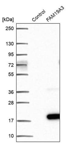 Invitrogen TAFA3 Polyclonal Antibody 100 &mu;L; Unconjugated:Antibodies,