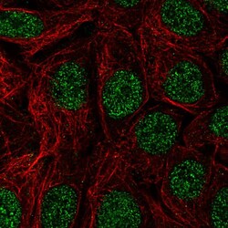 Invitrogen TAF1D Polyclonal Antibody 100 &mu;L; Unconjugated:Antibodies,