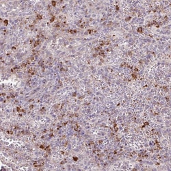 Invitrogen TAF1D Polyclonal Antibody 100 &mu;L; Unconjugated:Antibodies,