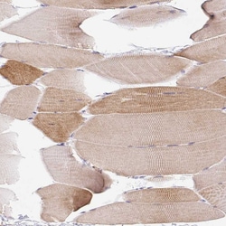 Invitrogen COX8A Polyclonal Antibody 100 &mu;L | Buy Online | Invitrogen&trade; | Fisher Scientific