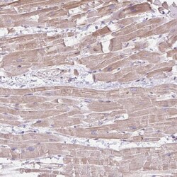 Invitrogen CDRT15 Polyclonal Antibody 100 &mu;L | Buy Online | Invitrogen&trade; | Fisher Scientific