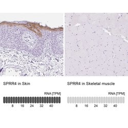 Invitrogen SPRR4 Polyclonal Antibody 100 &mu;L; Unconjugated:Antibodies,