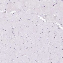 Invitrogen SPRR4 Polyclonal Antibody 100 &mu;L; Unconjugated:Antibodies,