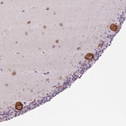 Invitrogen HABP4 Polyclonal Antibody 100 &mu;L; Unconjugated:Antibodies,