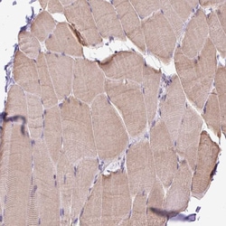 Invitrogen HABP4 Polyclonal Antibody 100 &mu;L; Unconjugated:Antibodies,