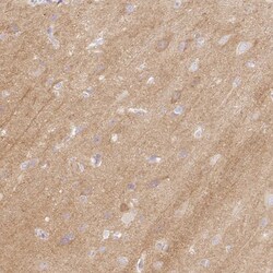Invitrogen CASKIN1 Polyclonal Antibody 100 &mu;L; Unconjugated:Antibodies,