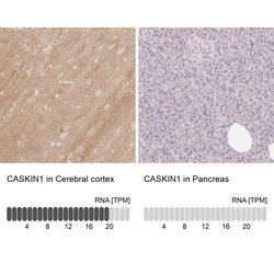 Invitrogen CASKIN1 Polyclonal Antibody 100 &mu;L; Unconjugated:Antibodies,