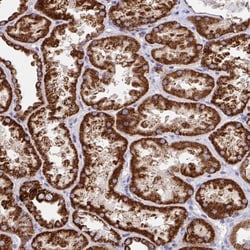 Invitrogen FAM160A2 Polyclonal Antibody 100 &mu;L; Unconjugated:Antibodies,