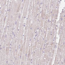 Invitrogen COPZ2 Polyclonal Antibody 100 &mu;L | Buy Online | Invitrogen&trade; | Fisher Scientific